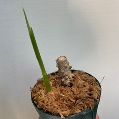 【お取引中】アグラオネマ　ピクタム　トリカラー　A【挿し木株】の画像