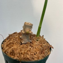 【お取引中】アグラオネマ　ピクタム　トリカラー　A【挿し木株】の画像