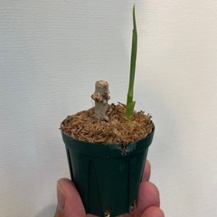 【お取引中】アグラオネマ　ピクタム　トリカラー　A【挿し木株】の画像