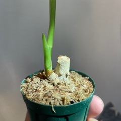 アグラオネマ　ピクタム　トリカラー　B 【挿し木株】の画像