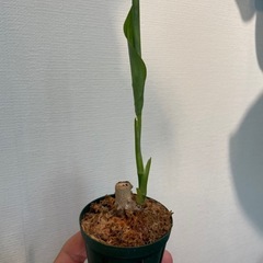 アグラオネマ　ピクタム　トリカラー　B 【挿し木株】の画像