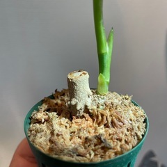 アグラオネマ　ピクタム　トリカラー　B 【挿し木株】の画像