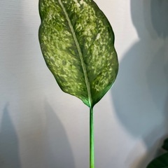 アグラオネマ　品種不明　【挿し木株】の画像