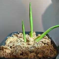 アグラオネマ　品種不明　【挿し木株】の画像