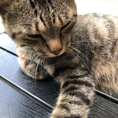 　元気なキジトラ(3.2kg)ちゃん里親さん募集中