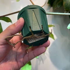 フィロデンドロン　フロリダゴーストの画像