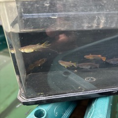 9/7ラスト武蔵の画像