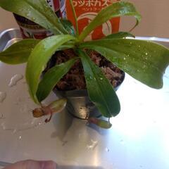 食虫植物 ネペンテス ベントラータの画像