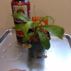 食虫植物 ネペンテス ベントラータの画像