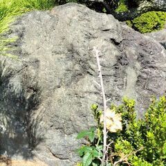 庭石全ての画像
