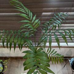 ☆観葉植物☆ テーブルヤシの画像