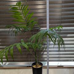 ☆観葉植物☆ テーブルヤシの画像