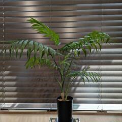 ☆観葉植物☆ テーブルヤシの画像