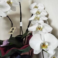 花　胡喋蘭　植木鉢の画像