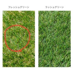 リアル人工芝　の画像
