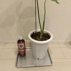 モンステラ 植え替え済み の画像
