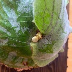 ビカクシダ グランデ (Platycerium grnde)の画像