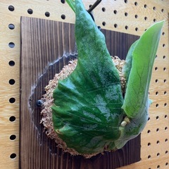 ビカクシダ グランデ (Platycerium grnde)の画像
