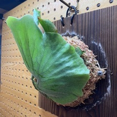 ビカクシダ グランデ (Platycerium grnde)の画像