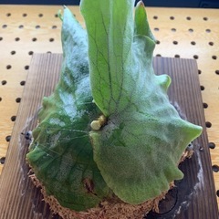 ビカクシダ グランデ (Platycerium grnde)の画像