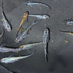 メダカ　サファイアめだか　12匹の画像
