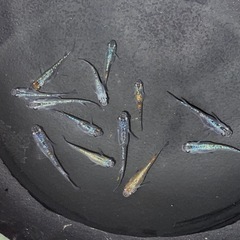 メダカ　サファイアめだか　12匹の画像