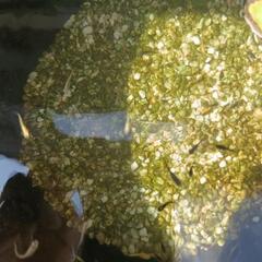 メダカ　稚魚　20匹の画像