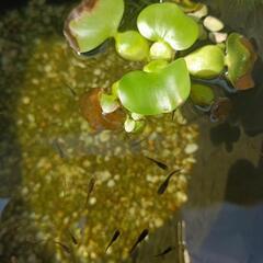 メダカ　稚魚　20匹の画像