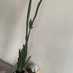 観葉植物無料で差し上げますの画像