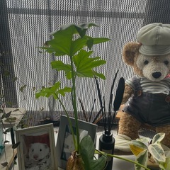 観葉植物無料で差し上げますの画像