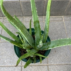 アロエベラの画像