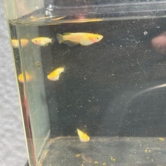 9/7紅華の画像