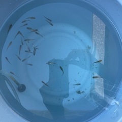 メダカの画像