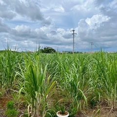 ウージ（サトウキビ）の画像