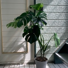 観葉植物の画像