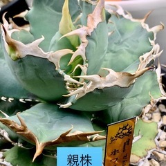 🟣写真更新🟣アガベ 【ホワイトホーク】小株🍀OC子株の画像