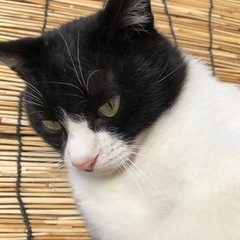 白黒猫(3.3k)ちゃん里さん募集中