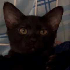 ブラックスモーク風のそう君