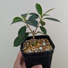 ガジュマル（台湾ガジュマル）挿し木の画像