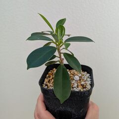 ガジュマル（台湾ガジュマル）挿し木の画像