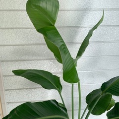 観葉植物の画像