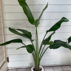 観葉植物の画像