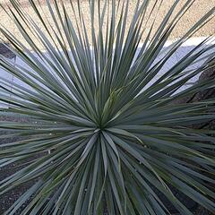 ユッカロストラータ（鉢付き）の画像