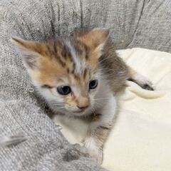 キジ白の小さい男の子