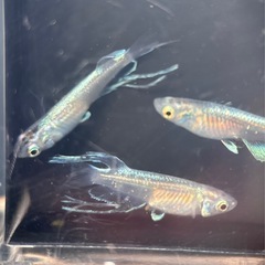 【受渡者様決定】エルビス①/改良メダカの画像