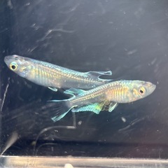 【受渡者様決定】エルビス①/改良メダカの画像