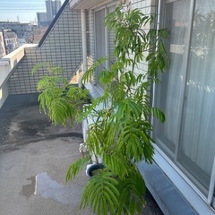 エバーフレッシュの鉢植えの画像