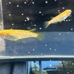メダカ オレンジラメ 2ペアの画像