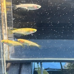 メダカ オレンジラメ 2ペアの画像