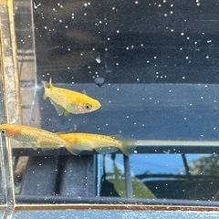 メダカ オレンジラメ 2ペアの画像